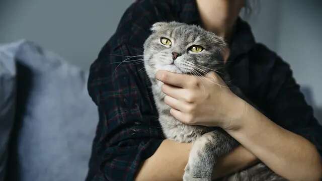 5 Tanda Kucing Peliharaan Sedang Sakit, Salah Satunya BAB Sembarangan