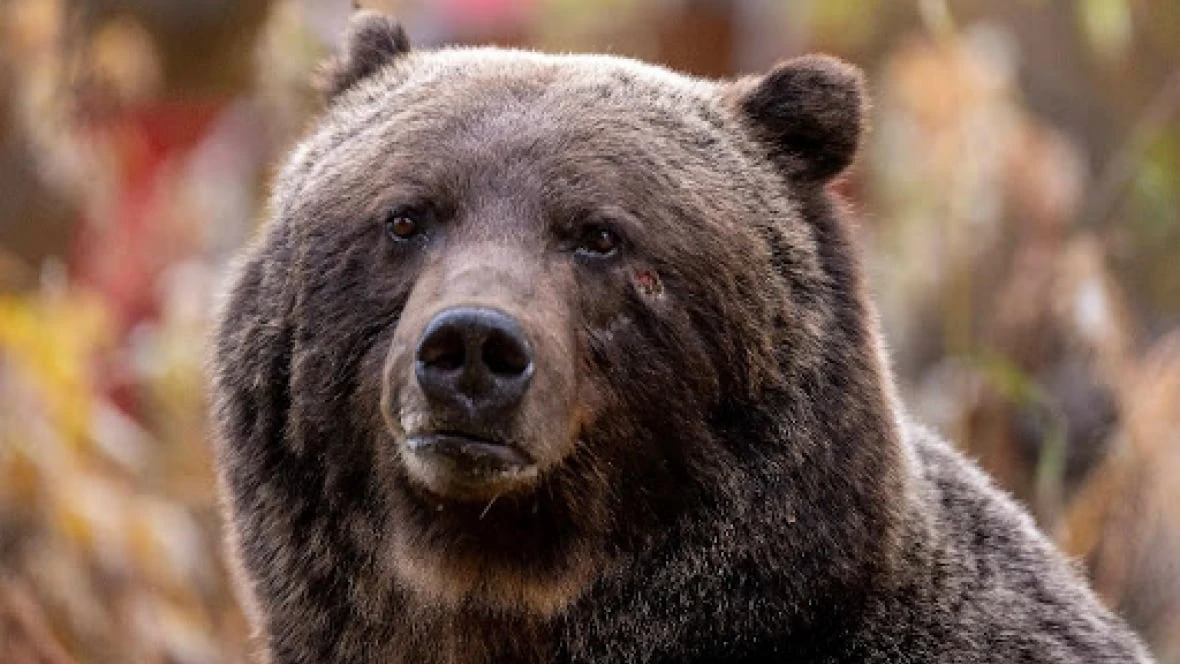 Two female grizzlies killed by trains in Banff National Park
