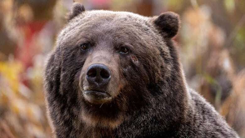 Massive grizzly bear known as 'The Boss' spotted in Canmore area