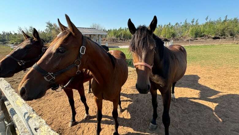 'It's going to have an effect': Horse owners in P.E.I. raise concerns about ferry service 