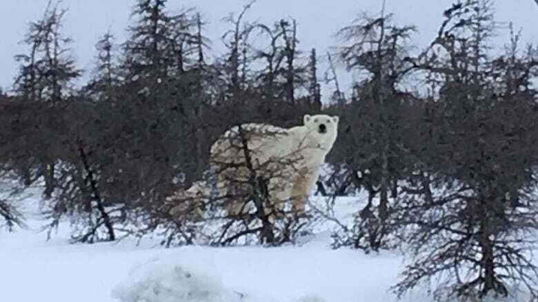 Man injured protecting wife from polar bear in northern Ontario: police