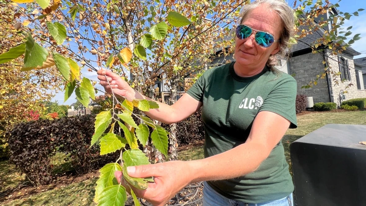 London's hot, dry weather continues to be tough on trees