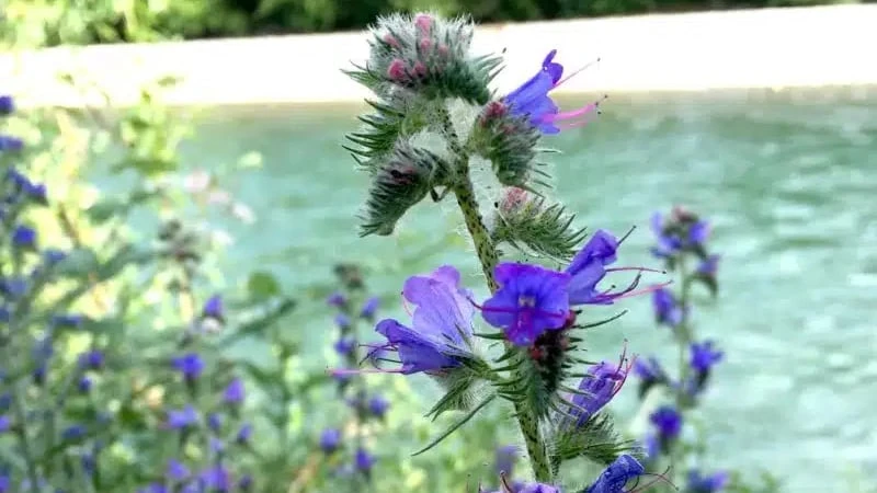 Pretty but invasive: Blueweed blooms cause a stir in Kimberley