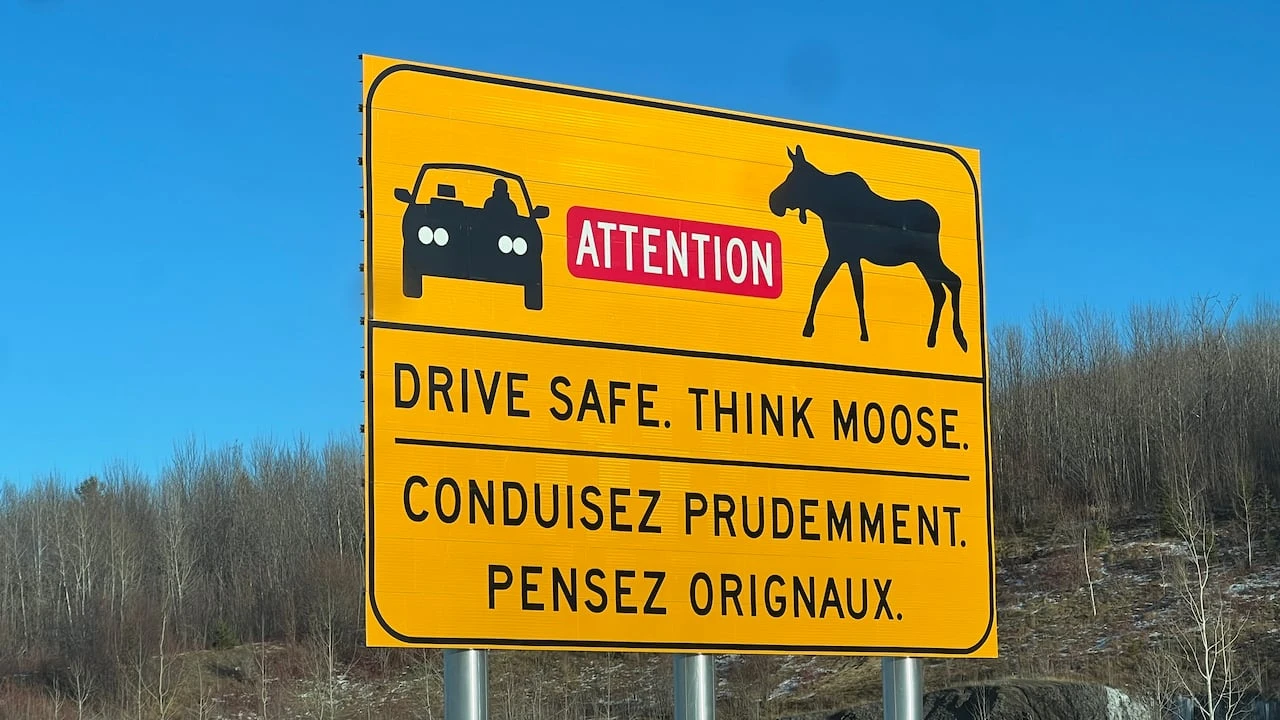 Man dies in Route 7 collision after vehicle swerves to avoid moose, RCMP say
