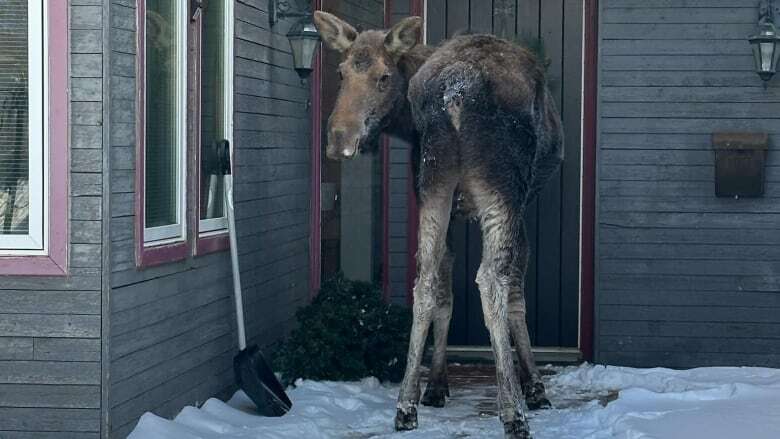 What to do if there's a moose at your door? This B.C. woman had to figure it out