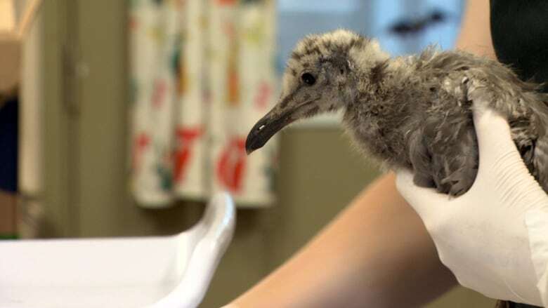 Baby seagulls rescued after falling or jumping from nests in B.C.