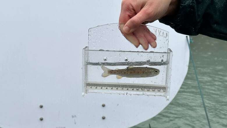 Parasite behind fish-killing whirling disease found in B.C.'s Kootenay Lake