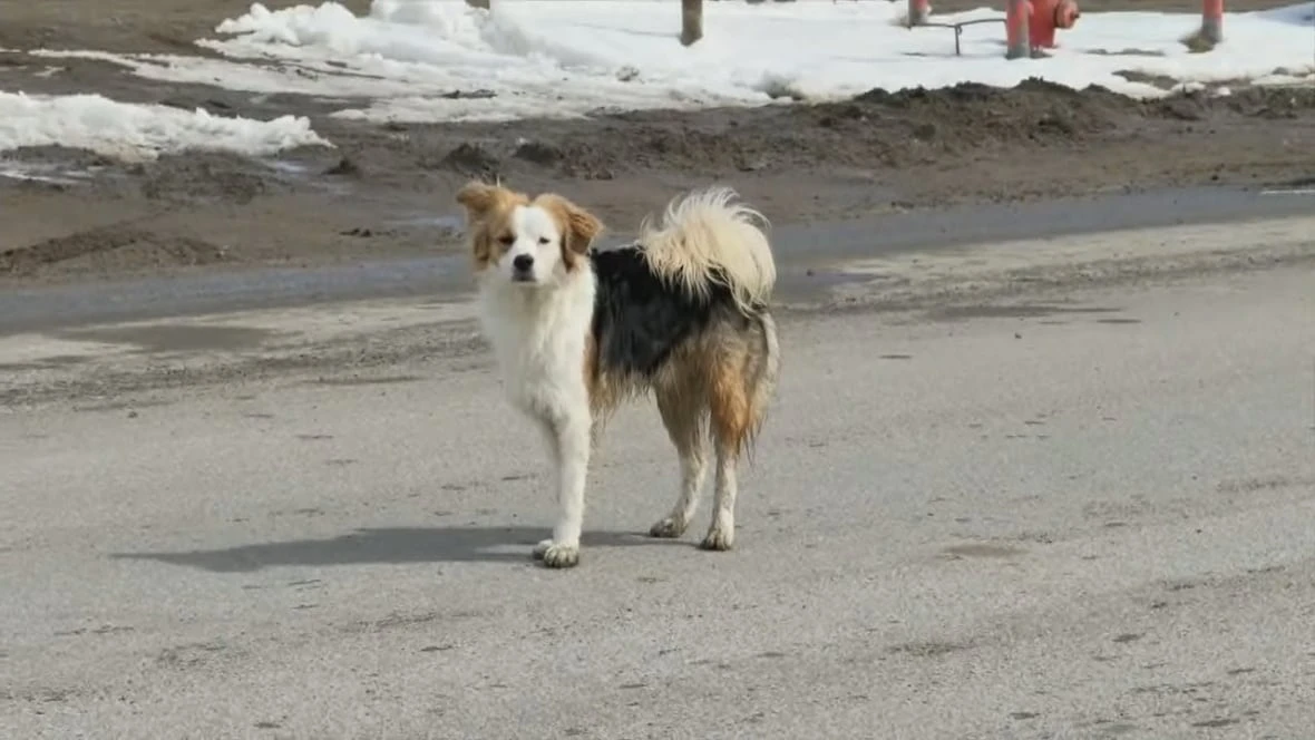 City of Iqaluit running out of dog tags after changing rules for euthanizing loose pets