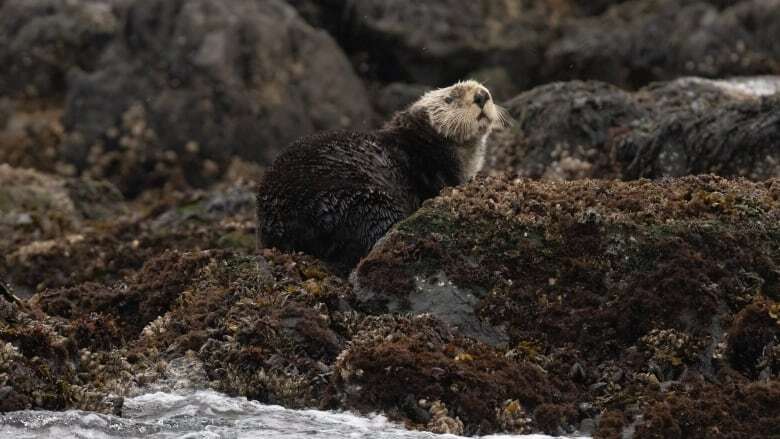 Sea otter off Vancouver Island prime suspect in river otter deaths. Researchers say that's not unusual