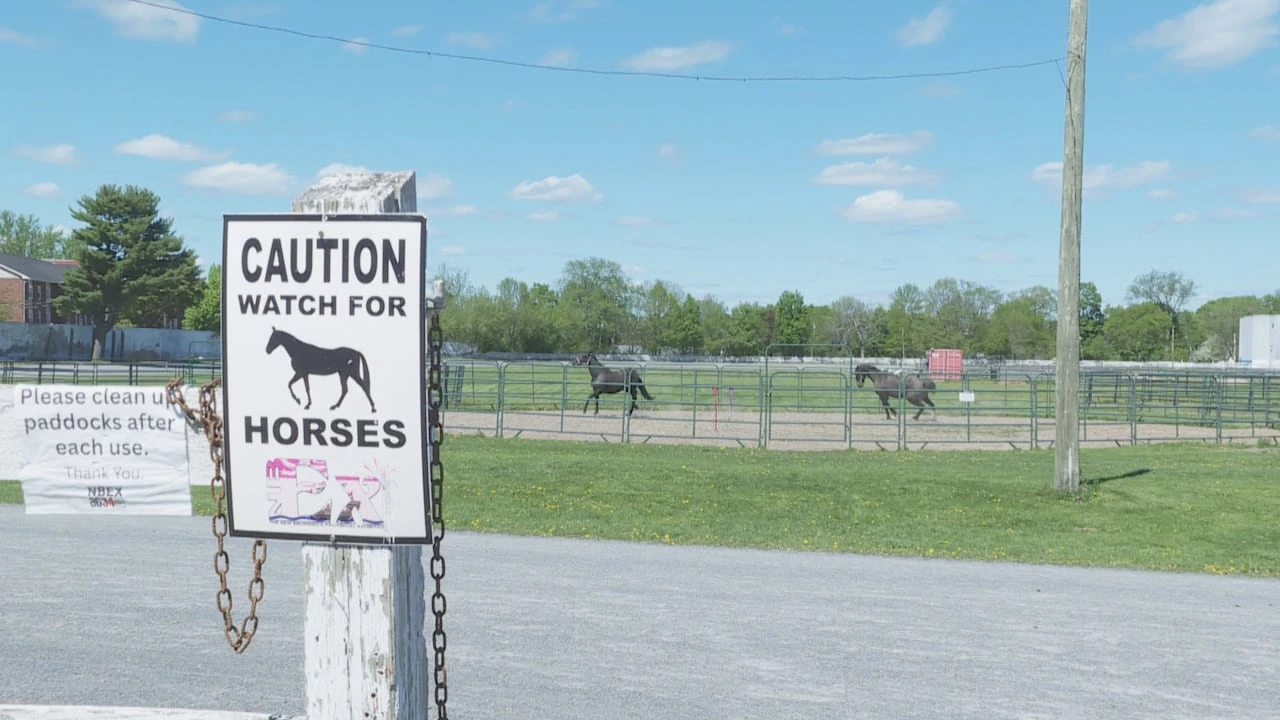 Progress on new Fredericton school means horses must leave Exhibition Grounds