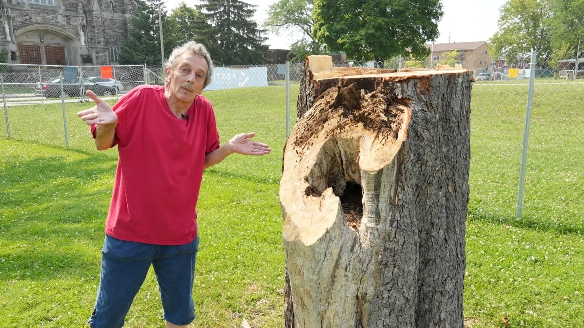 Resident angered by Windsor decision to cut Wilson Park trees to make way Adie Knox upgrades