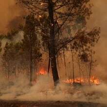 Portugal declares state of calamity as wildfires rage on