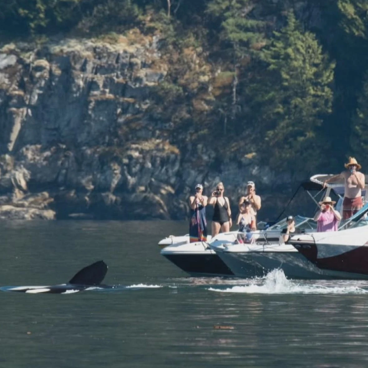 Orcas put on 'quite the show' for B.C. boaters in Howe Sound
