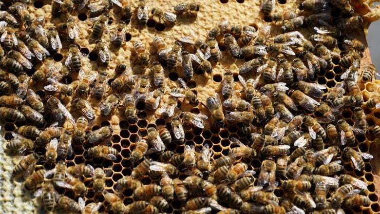 Province investigating what caused the death of 1.2 million bees in Lively, Ont.