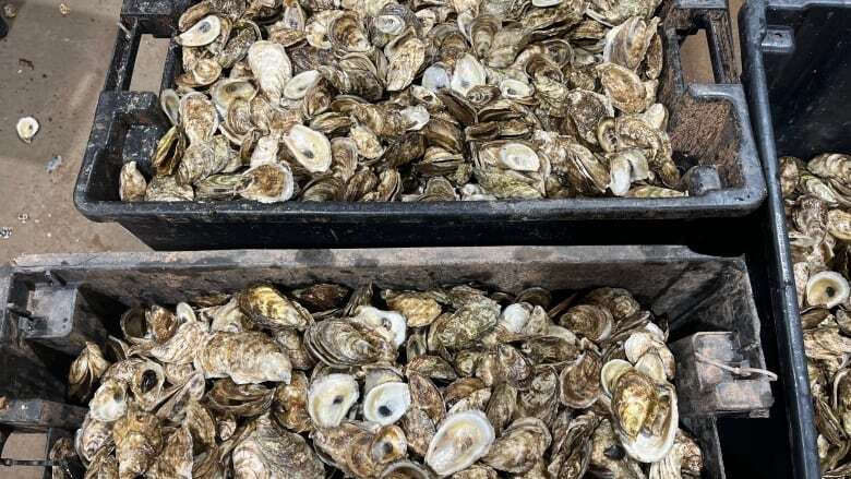 More oyster licences on P.E.I. placed under quarantine