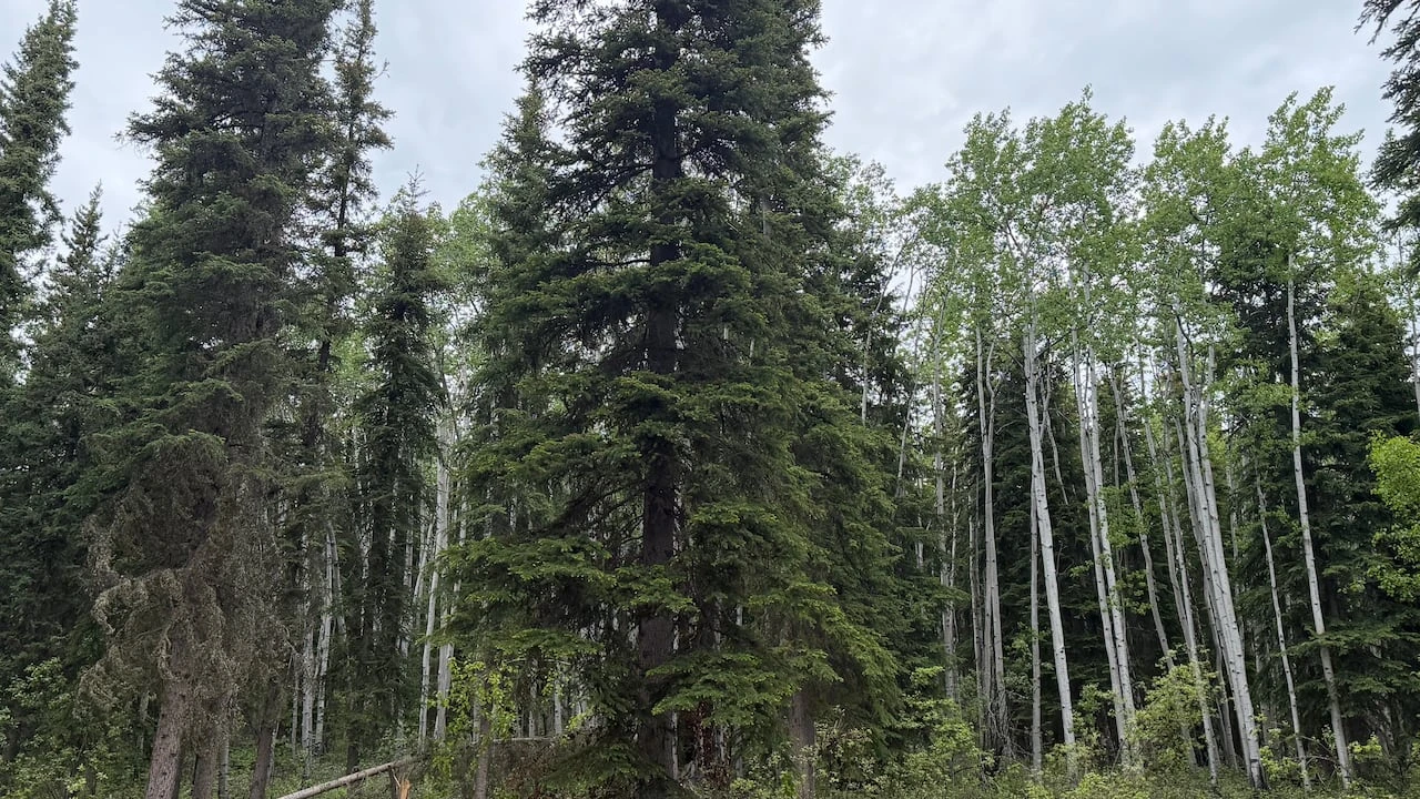 Yukon opens some woodlots for commercial firewood harvesters year-round