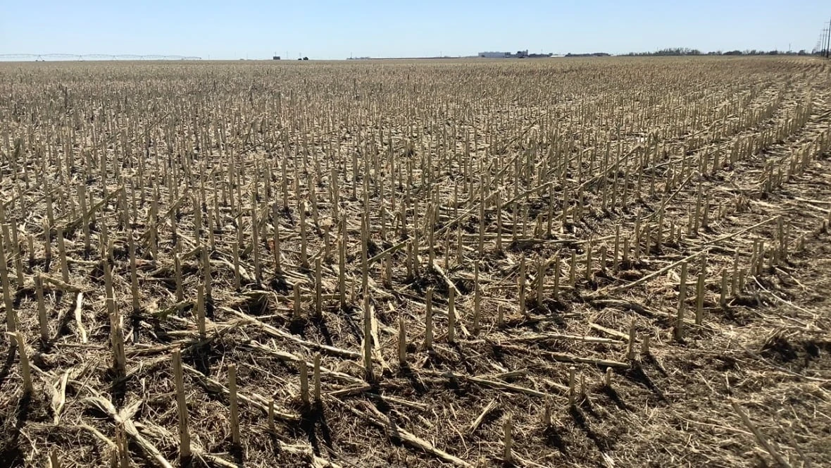 Millions of dollars in crop damage expected from Brooks hailstorm: insurance provider