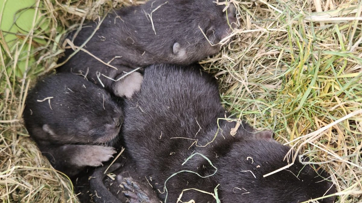 Otterly adorable: River otter pups found hidden under Richmond shed