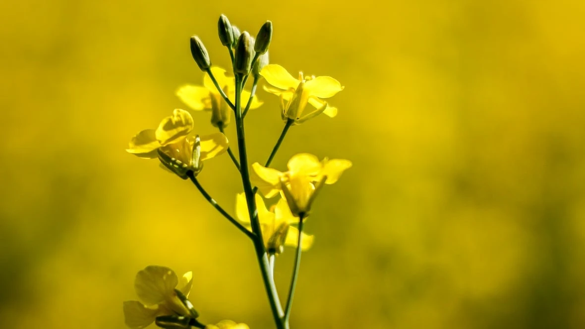 Saskatchewan Premier Scott Moe heading to China in early Sept. to talk trade amid canola fight