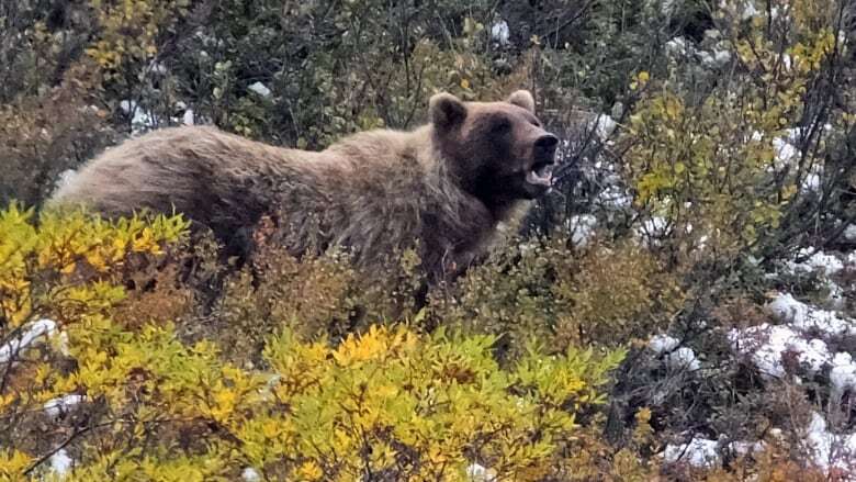 Hunter in Alaska recovering after being mauled by bear and shot amid effort to fend it off