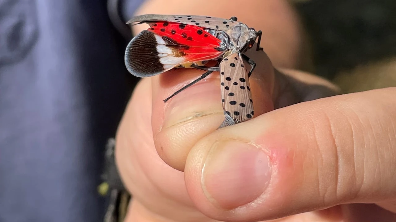 New research suggests invasive spotted lanternfly may be able to survive Canadian winters