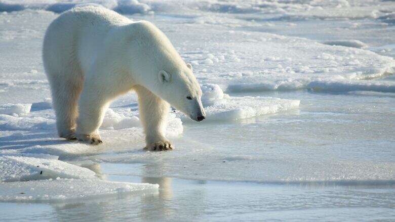 New 'burr on fur' tracker provides insight on polar bear behavior