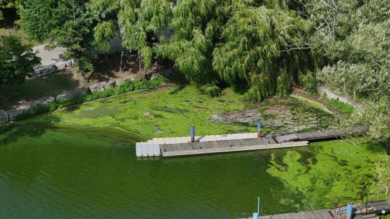 Hamilton staff to try 'experimental treatments' to reduce harbour's stinky, toxic algae blooms