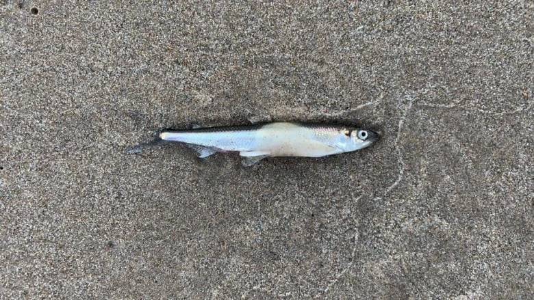 Scientists suspect lethal virus behind countless fish washing up dead in Lake Huron