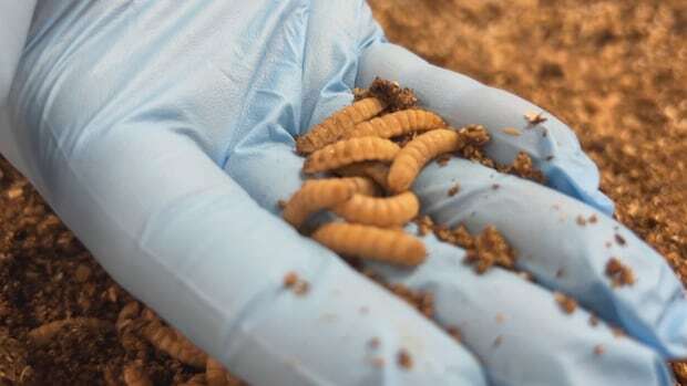 Insects could be the future of animal feed