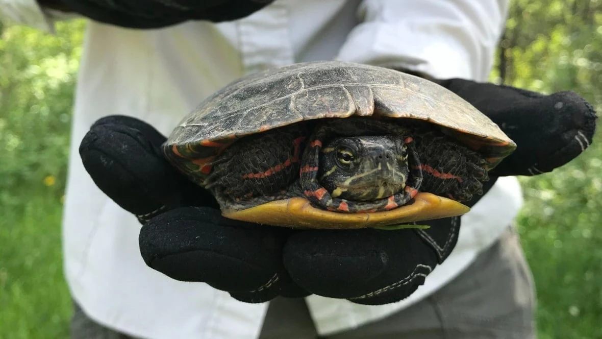Turtle taxi service seeks Quebec volunteers to transport injured reptiles to rehab