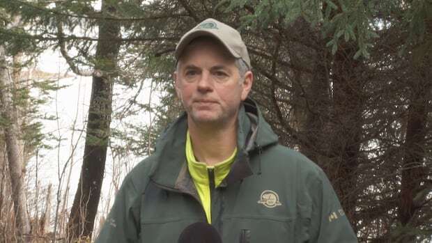 Fewer moose, greater foliage: What Parks Canada is hoping to achieve in Terra Nova