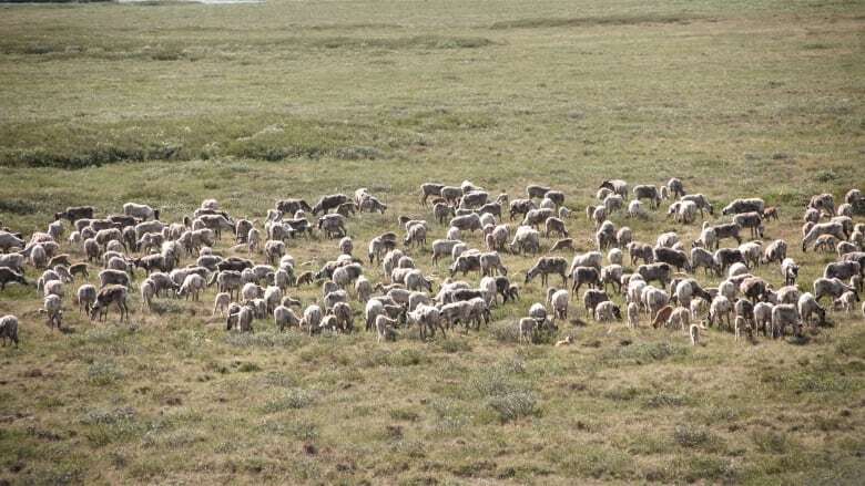 N.W.T. board considering whether Tłı̨chǫ should be allowed to increase caribou harvest