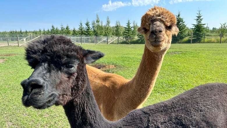 Here's why alpacas are getting the love — from the UN to Alberta Open Farm Days