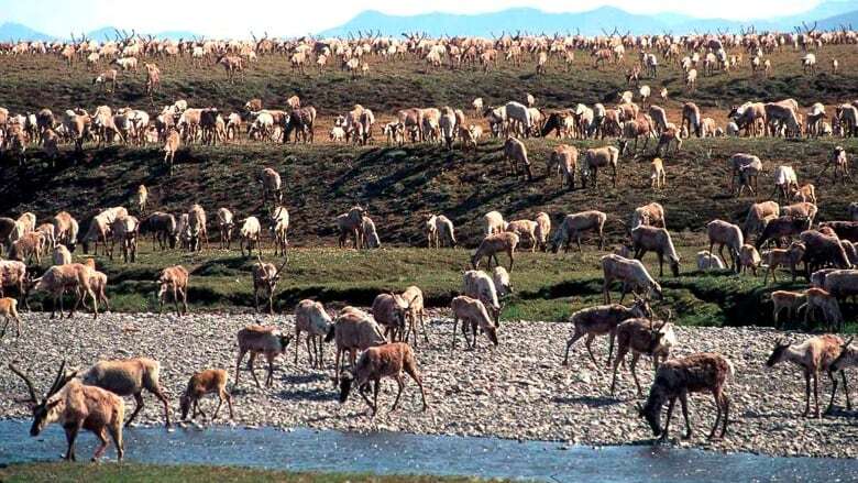 Here's what the Trump presidency could mean for the Porcupine caribou herd