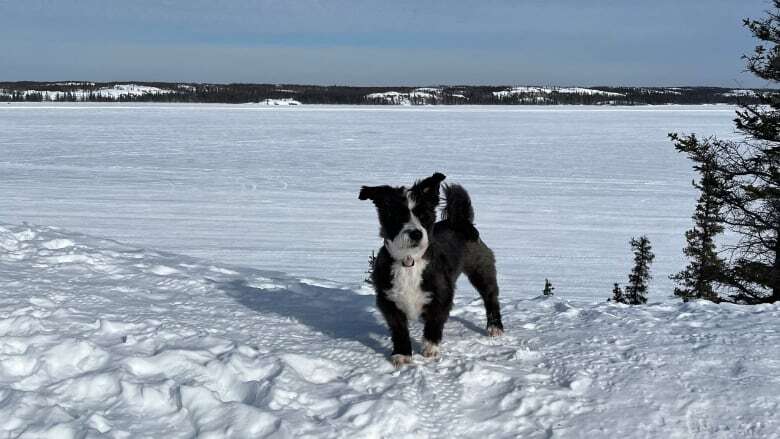 Yellowknife city council drops city-run dog pound from budget