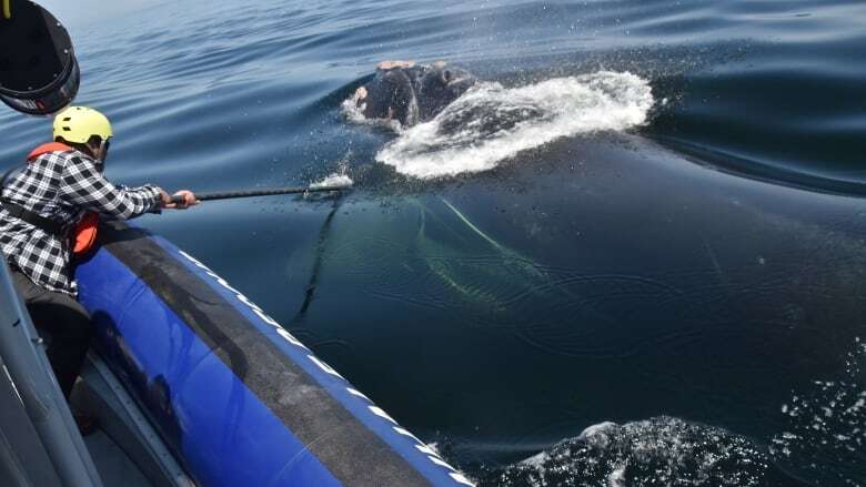 Crews face 'complex case' rescuing entangled North Atlantic right whale in St. Lawrence