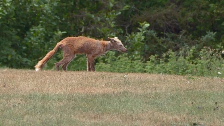 Increase of mange cases in foxes a concern for Guelph Humane Society