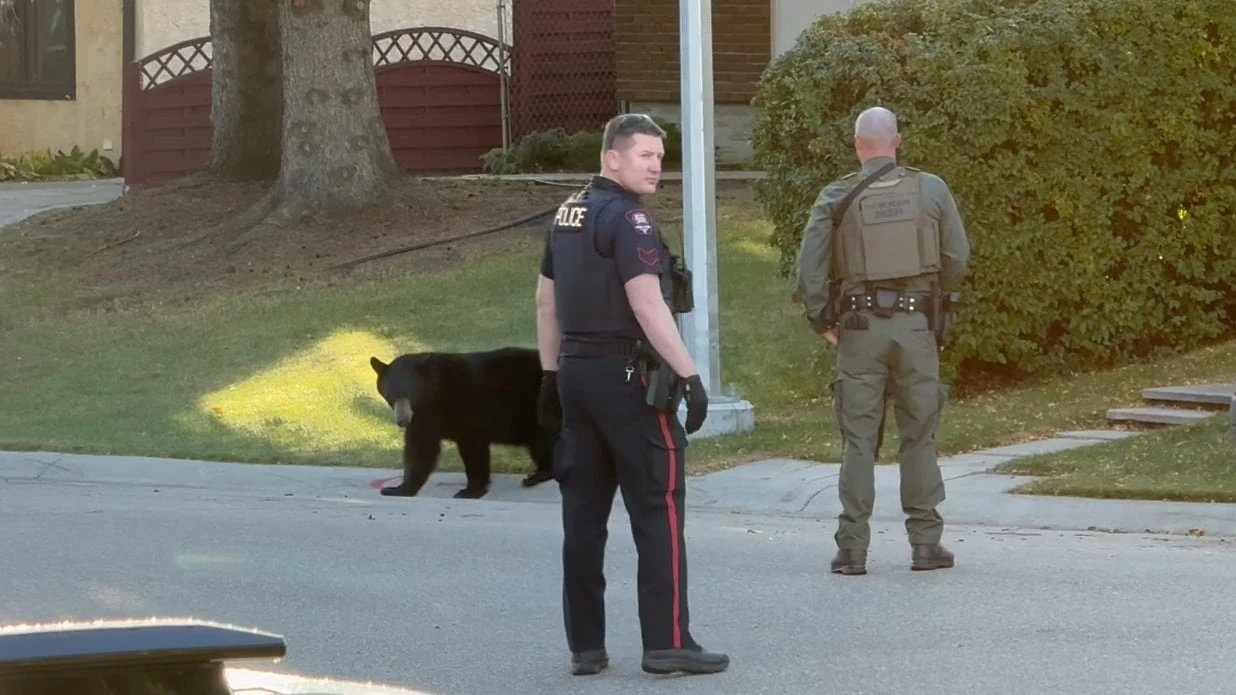 Calgary black bear tranquilized, relocated as hibernation nears