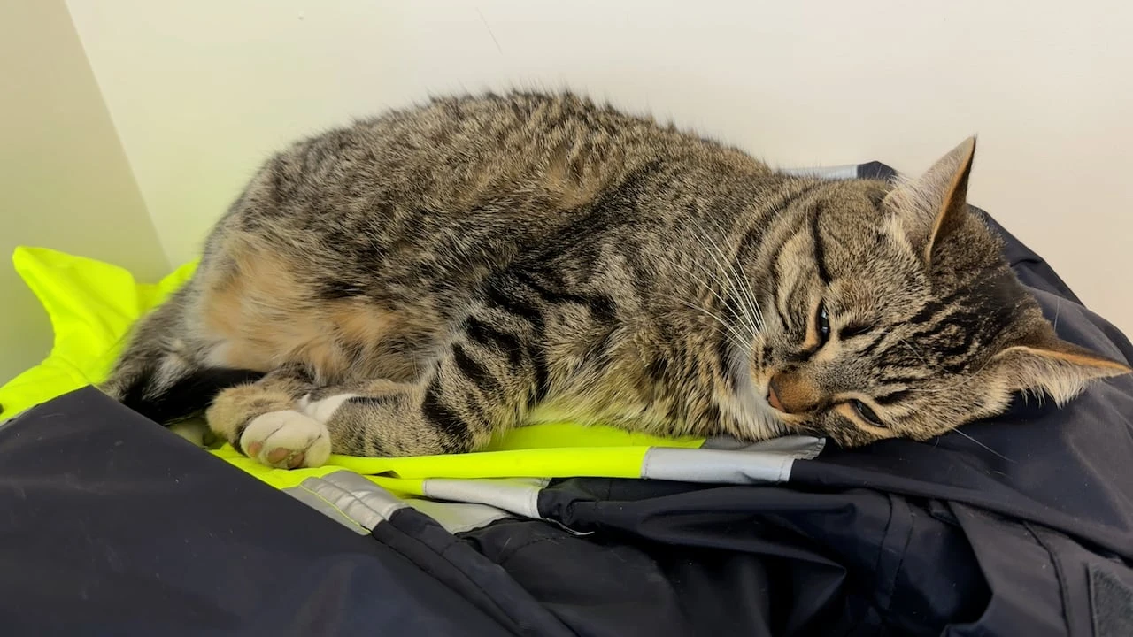 Meet ORNGE Sudbury's four-pawed mouser, Zulu