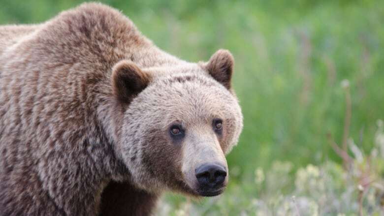 Yukon man touts value of bear spray after close call with aggressive grizzly