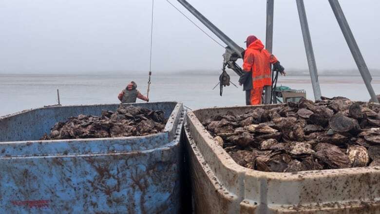 Too soon to open oyster hatcheries to battle MSX, says P.E.I. fisheries minister