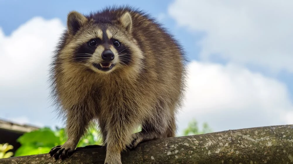 Presumptive case of rabies identified near St. Stephen, testing underway