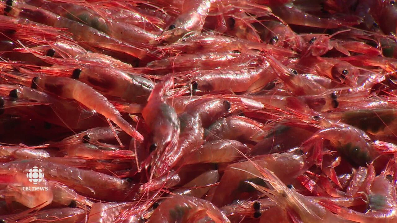 Latest stock assessment offers hope for N.S. northern shrimp industry
