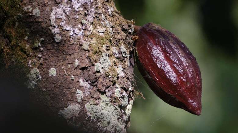 Saskatchewan's chocolatiers face a cocoa conundrum: raise their prices or reduce size