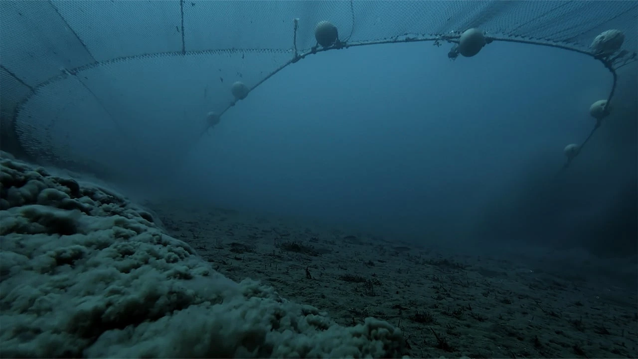 David Attenborough warns we’re losing an undersea rainforest every year