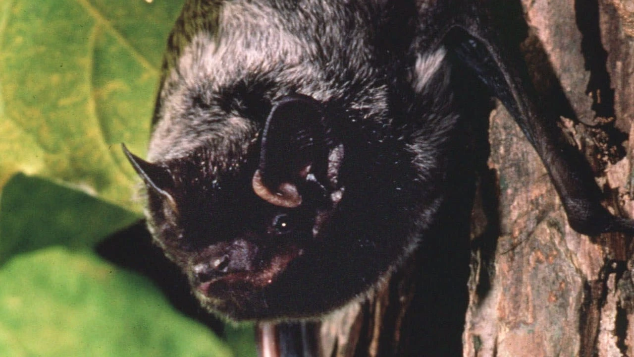 Rabid bat found at Sask. daycare; school division apologizes for delay in telling parents