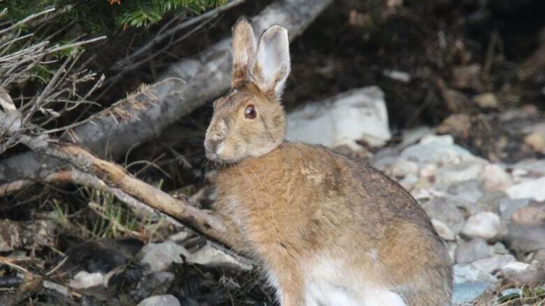 Hare today, gone tomorrow: Hunters and biologists are noting low rabbit numbers this season