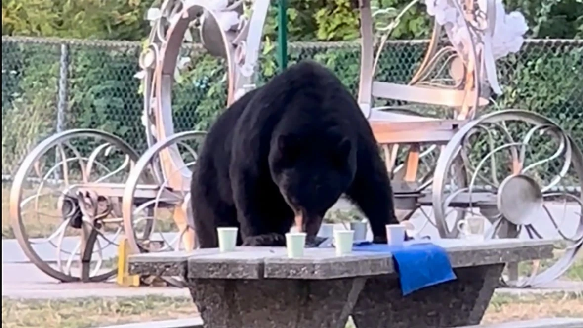 Trap set for picnic-stealing black bear in Burnaby following viral video