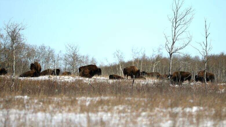 Buffalo Treaty celebrates 10 year anniversary on revitalization of the sacred animal