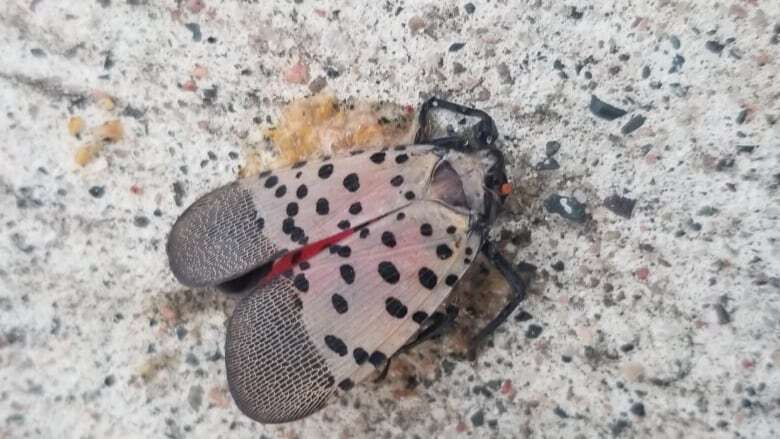 Dreaded crop-destroying spotted lanternfly sighted in Windsor